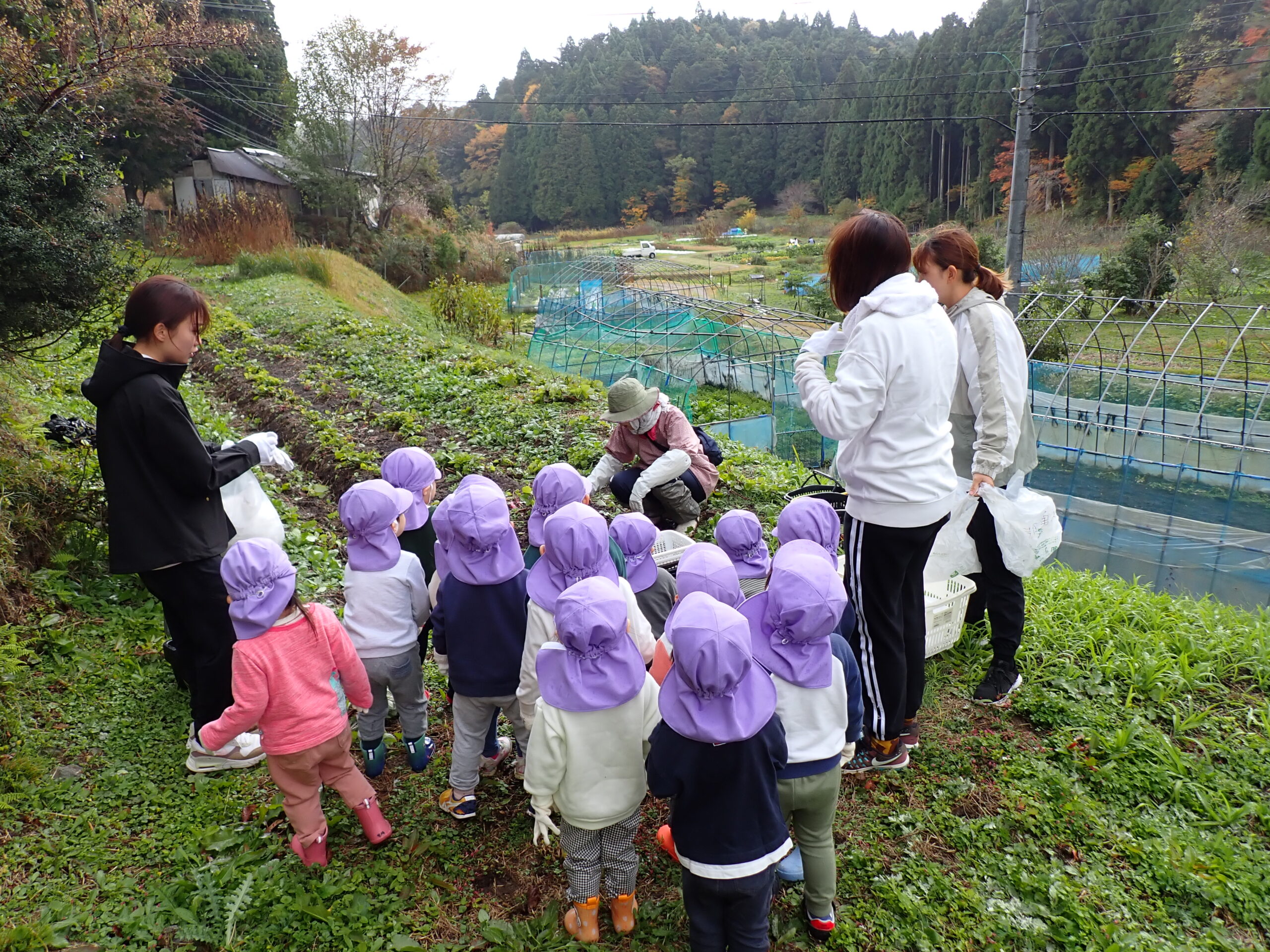 西京区こぐま上野保育園　さつま芋掘り(2・3歳児)
